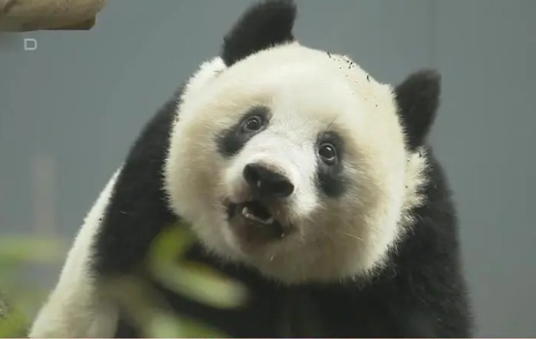 2号站日本将于明年2月把大熊猫“香香”归还中国