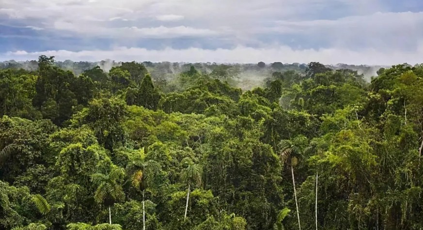 二号站注册巴西亚马孙基金将重新启用巨额资金用于保护雨林