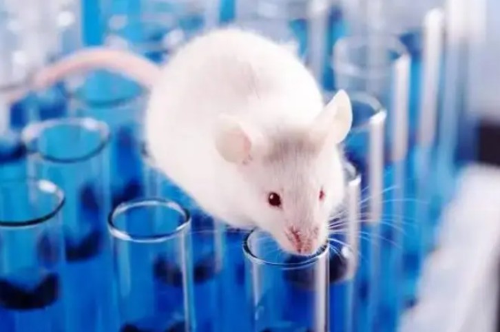 2号站芯片和类器官今后有望代替“实验室小白鼠”