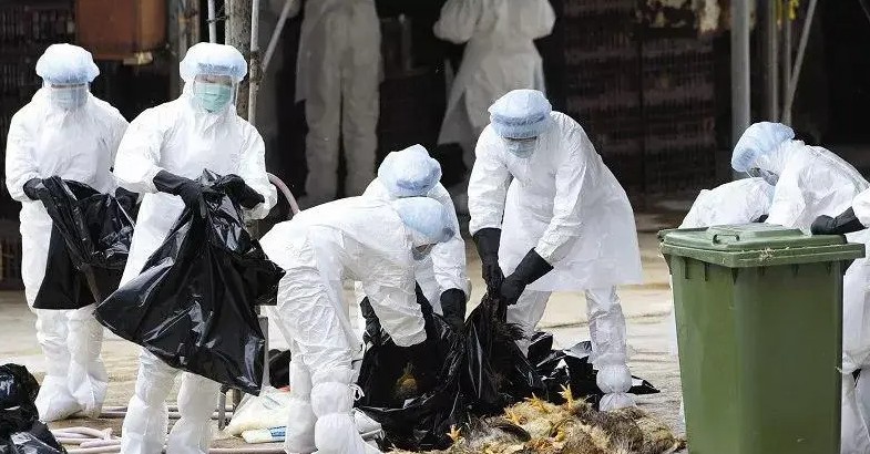 湖南凤凰发生H5N6禽流感疫情 二号站控制后未发现新的病例