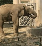 <strong>北京动物园丢失2吨重大象竟然会丢二号站</strong>