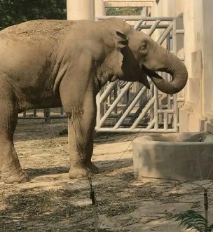 北京动物园丢失2吨重大象竟然会丢二号站失 这是真的吗？