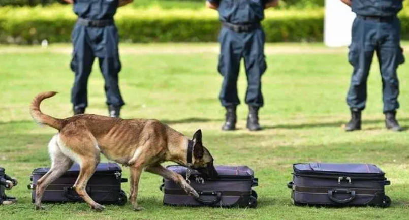 夫妻救警犬成偷狗 2号站局领导对此事件高度重视