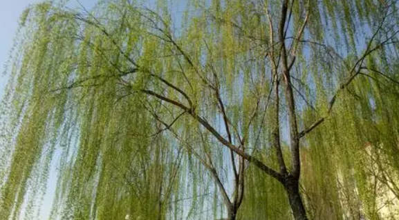 柳树被剪成“齐刘海” “齐刘海”柳树萌萌哒2号站