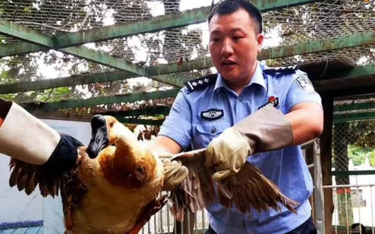 俄议员提议设立动物警察局 2号站主要还是为了保护动物