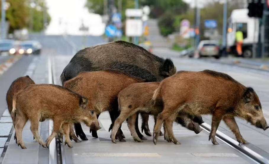 韩国首尔市区现野猪群 4年间净增24倍2号站