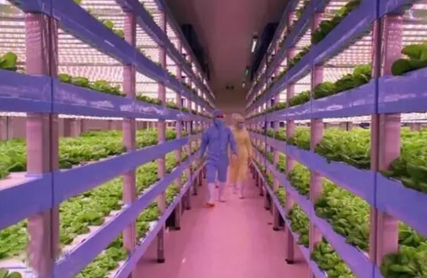 京东自建植物工厂 技术是京东植物工厂的立身之本2号站