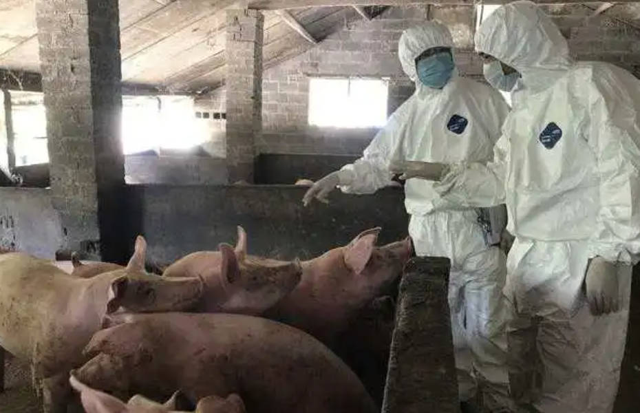 黑龙江绥化市明水县发生非洲猪瘟疫情 已死亡3766头二号站