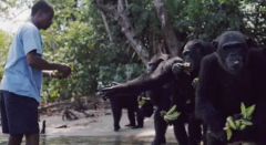 <strong>40多万名请愿者为黑猩猩避难 系其被其它</strong>